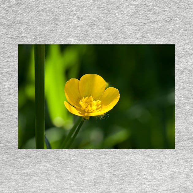 Buttercup by EugeJ